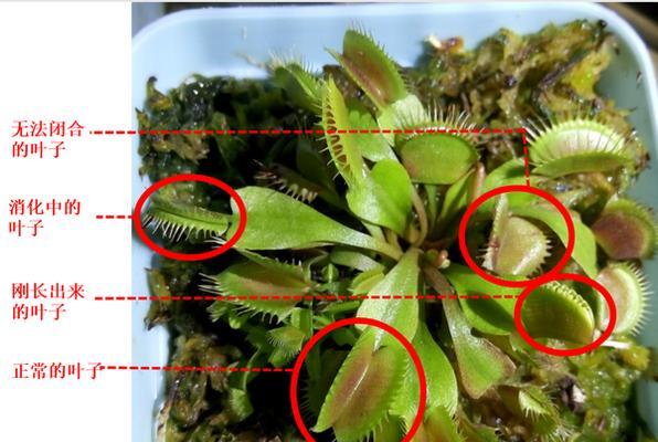 垂盆草繁殖全攻略（方法与注意事项）