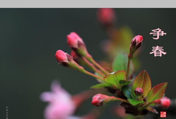 垂丝海棠剪枝时间及技巧：合理修剪让花更艳