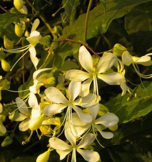 垂丝茉莉开花后的花香是否有毒（揭开垂丝茉莉开花后的真相）