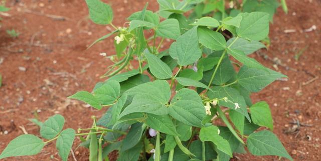 春季芸豆种植的时间和方法（掌握关键时间节点）