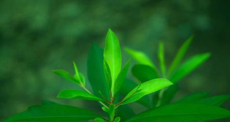 春季花开，生机勃发（探寻春季盛开的十大花卉）