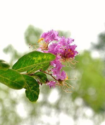 紫薇花语与寓意（探寻紫薇花所传达的神秘信息）