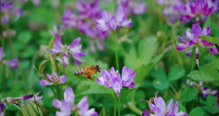 紫云英的花语——寄托思念和祝福（以紫云英为纽带）