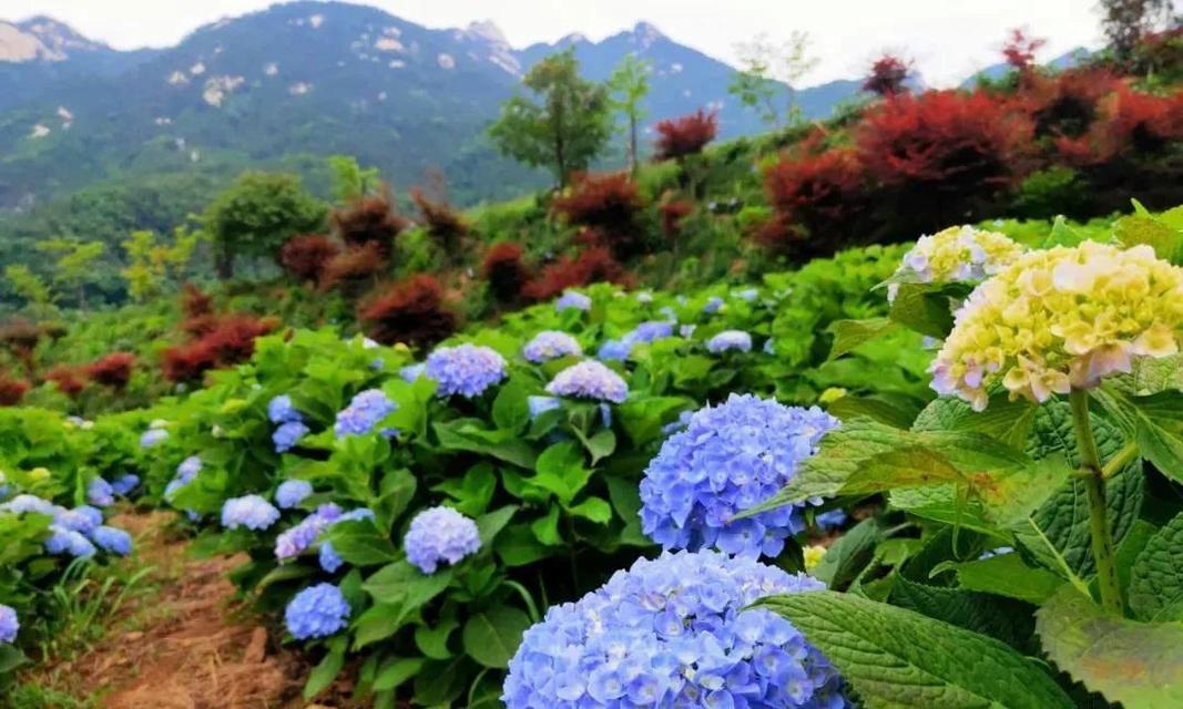 八仙花的花语与花意（深入解读八仙花的各种含义与象征）