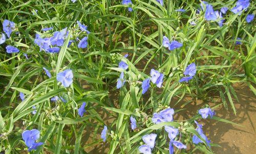 白花紫露草的花语与美丽诠释（探寻白花紫露草花语的深层含义）