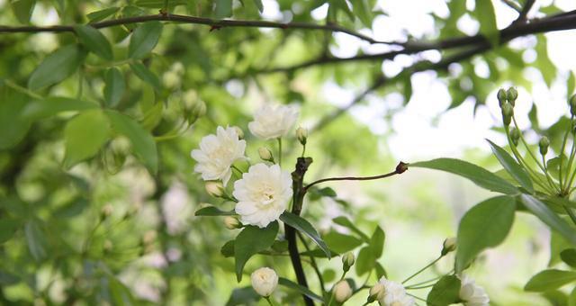 白蔷薇的花语与意义（以白蔷薇传递纯洁与祝福）