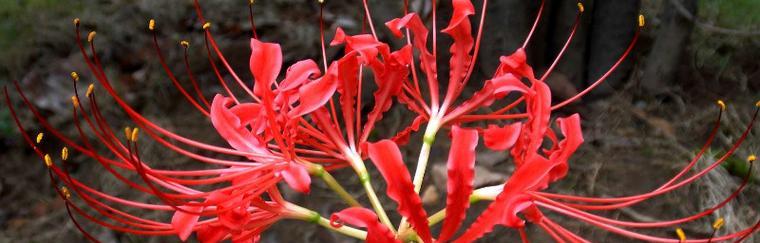 彼岸花的花语——生死之美（揭开彼岸花背后的意义与寓意）