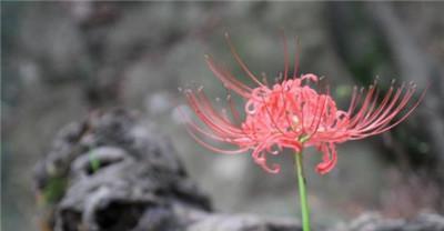 彼岸花的花语——生死之美（揭开彼岸花背后的意义与寓意）