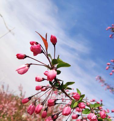 垂丝海棠的花语与美丽之谜（探寻垂丝海棠的情感表达和神秘魅力）