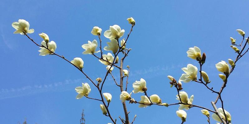 春天花开，万物复苏（以春天具有代表性的花为主题的美丽花海）