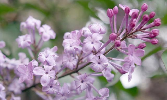 丁香花的花语及象征意义（丁香花传递的情感和寓意）