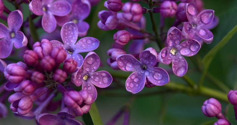 丁香花语大揭秘（探寻丁香花背后的花语）