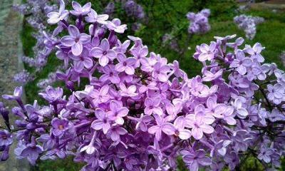 丁香花语大揭秘（探寻丁香花背后的花语）