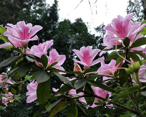 杜鹃花的花语和寓意（探索杜鹃花的花语与内涵）