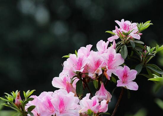 杜鹃花的花语与象征意义（探寻杜鹃花背后的意蕴与寓意）