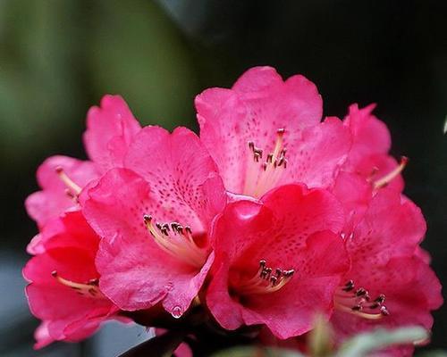 杜鹃花（生态环保）