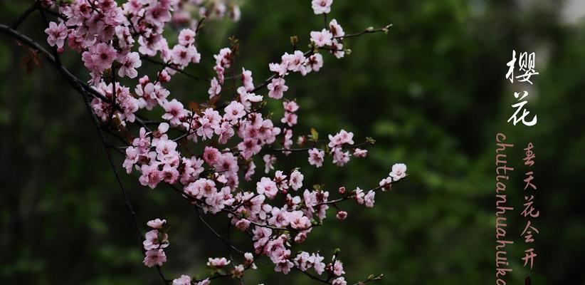 枫叶的花语——揭示秋天的灿烂与离别（秋叶飘落）