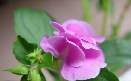 凤仙花的花语与象征之美（解读凤仙花的花语）