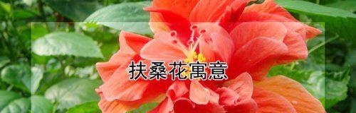 扶桑花的花语与意义（浪漫与希望的象征——扶桑花）