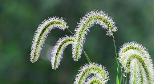 探寻狗尾巴草的花语之美（狗尾巴草花语的秘密揭示与解读）