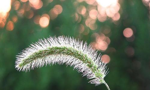 狗尾草的花语——坚守与忠诚（用花语演绎狗尾草的美丽）