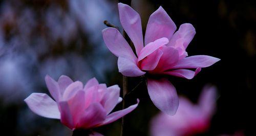 广玉兰花之美与意义（广玉兰花花语解读及文化象征）