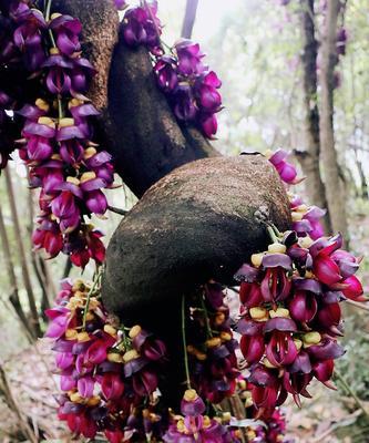 禾雀花的花语与意义（揭示禾雀花的花语之谜）