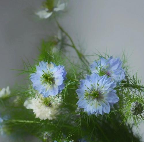 黑种草的花语与意义解读（探索黑种草的神秘魅力）