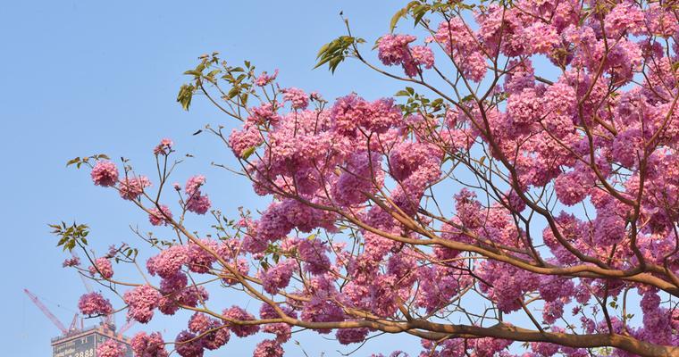 红花风铃木花语之美——花开如红梦