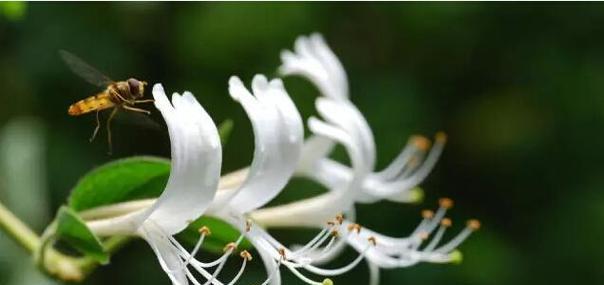 红花忍冬的花语（以红花忍冬为主题的花语解析）