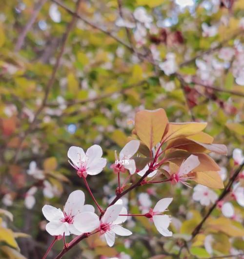 红叶李的花语与寓意（探索红叶李所传达的情感与象征意义）