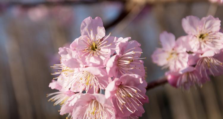 红叶樱花的花语与寓意（揭开红叶樱花的秘密）