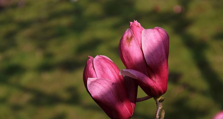 红玉兰花语之美——崇高、坚强与自由（红玉兰的花语及其象征意义）