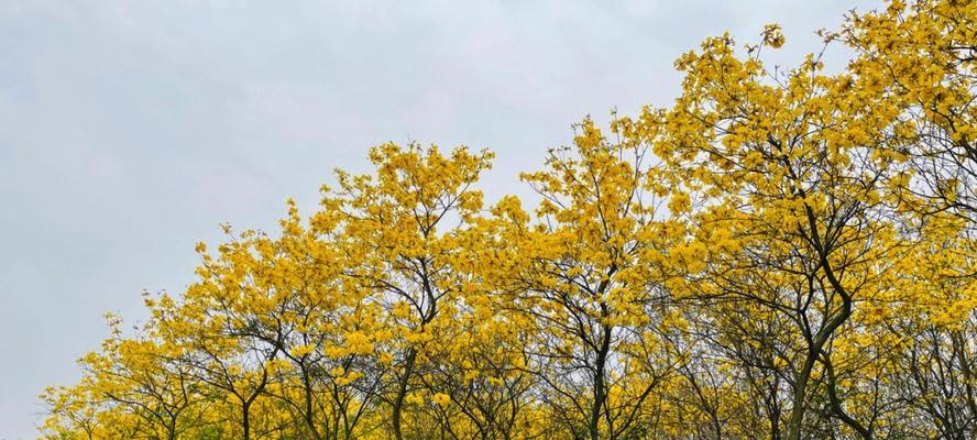 黄花风铃木的花语及寓意（探寻黄花风铃木的美丽意义）