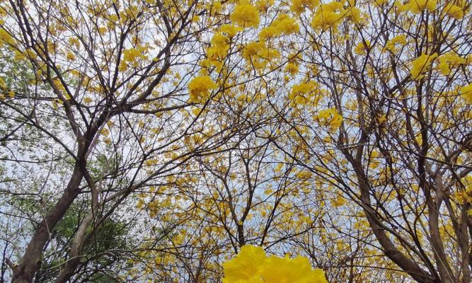 黄花风铃木的花语及寓意（探寻黄花风铃木的美丽意义）