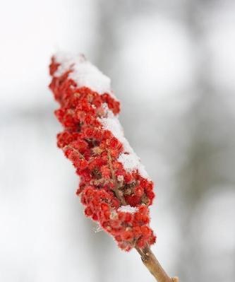 火炬树的花语与象征意义（展现勇气与希望的火炬树）