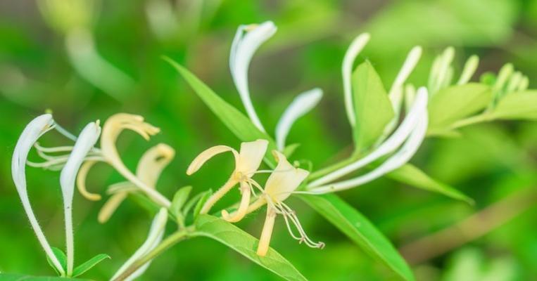 金银花的花语及其传说（探索金银花的花语和背后的神话传说）