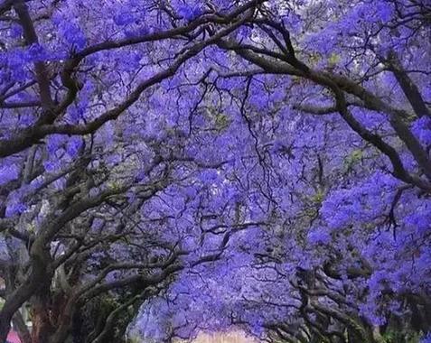 蓝楹花的花语——美丽、希望与自由（探寻蓝楹花的花语）