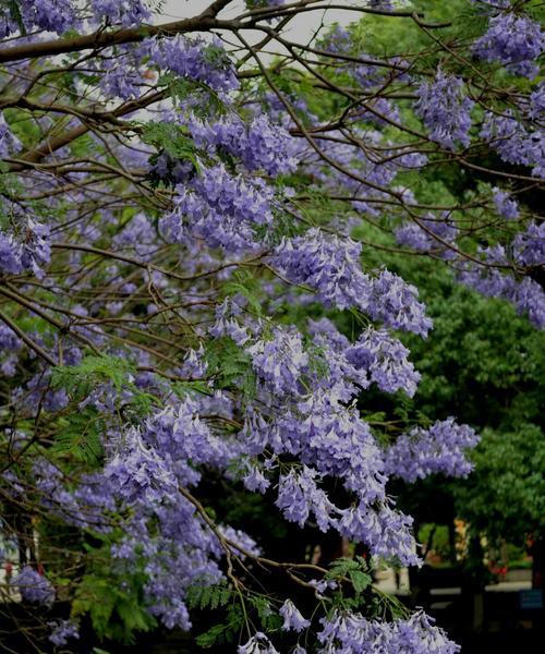 蓝楹花的花语——美丽、希望与自由（探寻蓝楹花的花语）