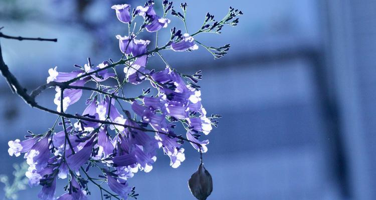 蓝楹花的花语——美丽、希望与自由（探寻蓝楹花的花语）