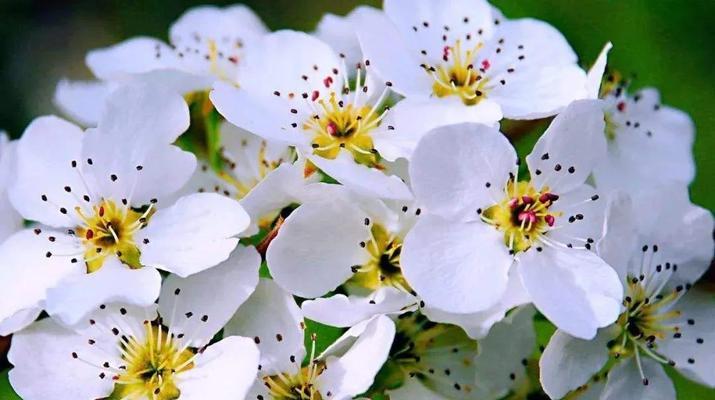 梨花的花语与寓意（探秘梨花的丰富花语）