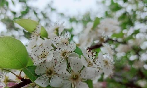 梨花的花语与寓意（探秘梨花的丰富花语）