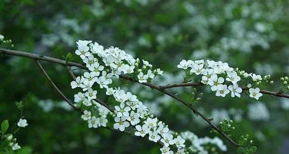 花开绣线菊，情意绵绵（以李叶绣线菊花语寓意为主题的浪漫之旅）