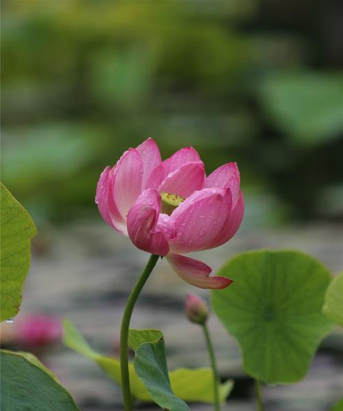 莲花的象征意义及美丽之源（探究莲花的文化象征及其独特魅力）