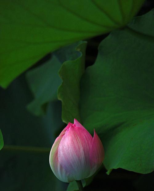 莲花的象征意义及美丽之源（探究莲花的文化象征及其独特魅力）