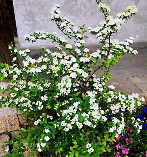 菱叶绣线菊花的花语及寓意（探秘菱叶绣线菊花所传达的情感和意义）