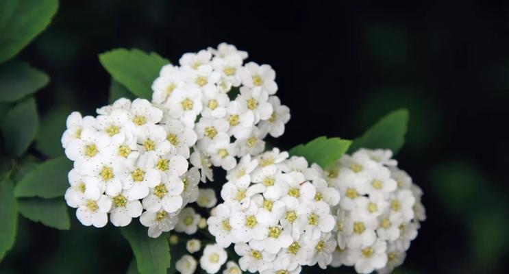 菱叶绣线菊花的花语及寓意（探秘菱叶绣线菊花所传达的情感和意义）