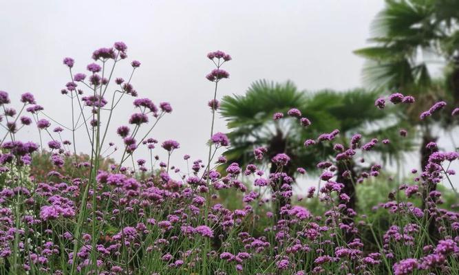 柳叶马鞭草的花语之美（传递希望与坚韧的花语）