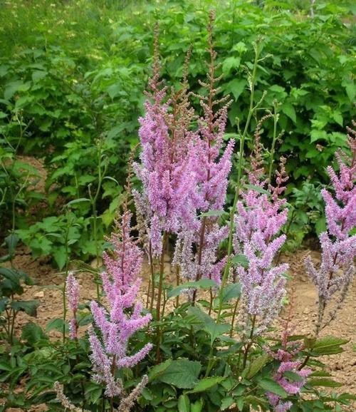 落新妇花的花语与寓意（探索落新妇花的浪漫与祝福）