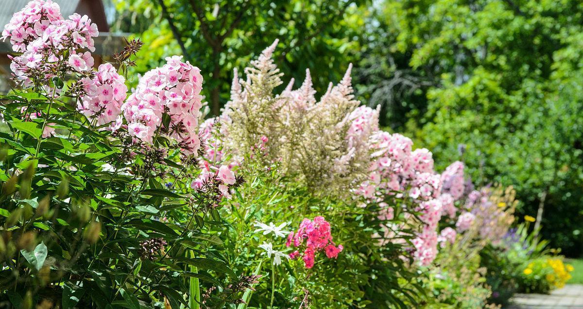 落新妇花的花语与寓意（探索落新妇花的浪漫与祝福）